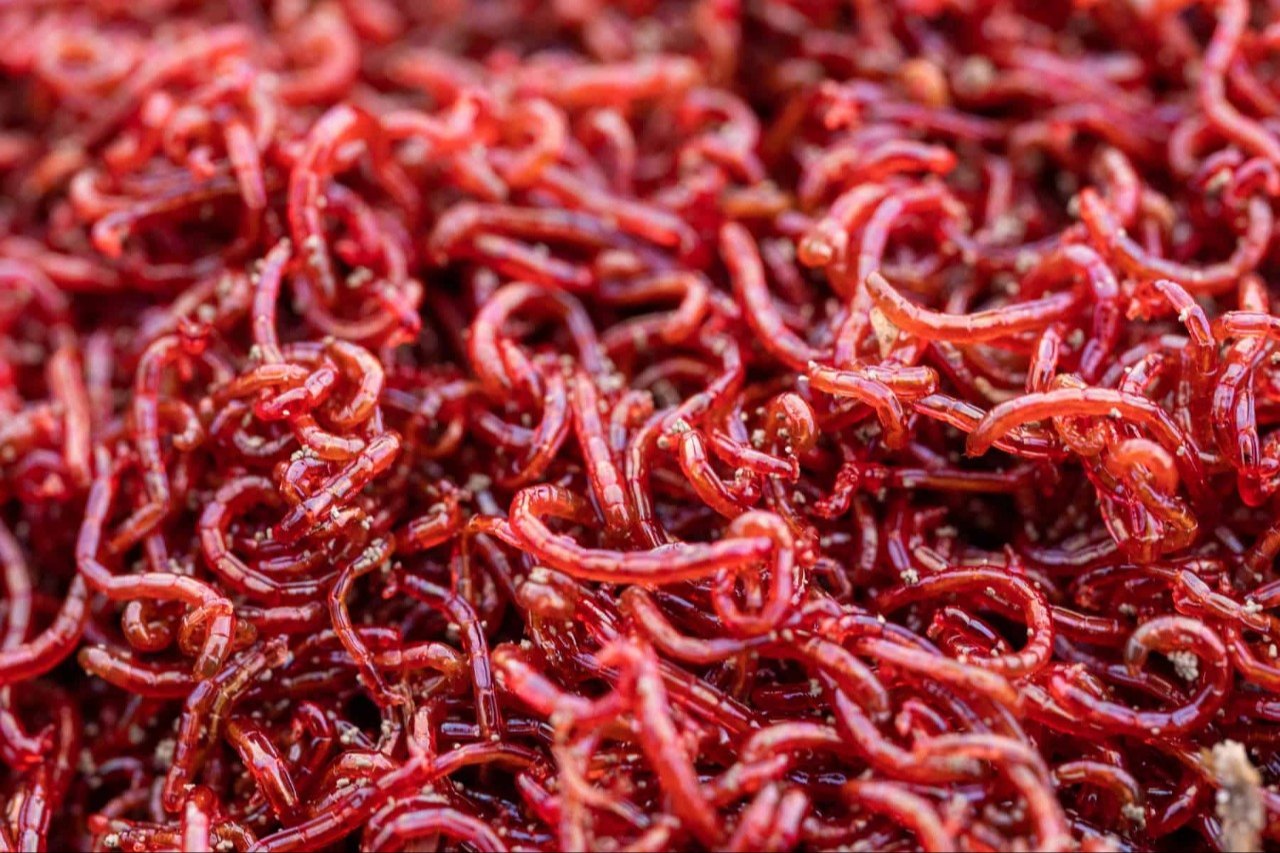 Bloodworms