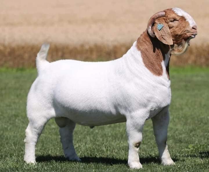 Boar Goat