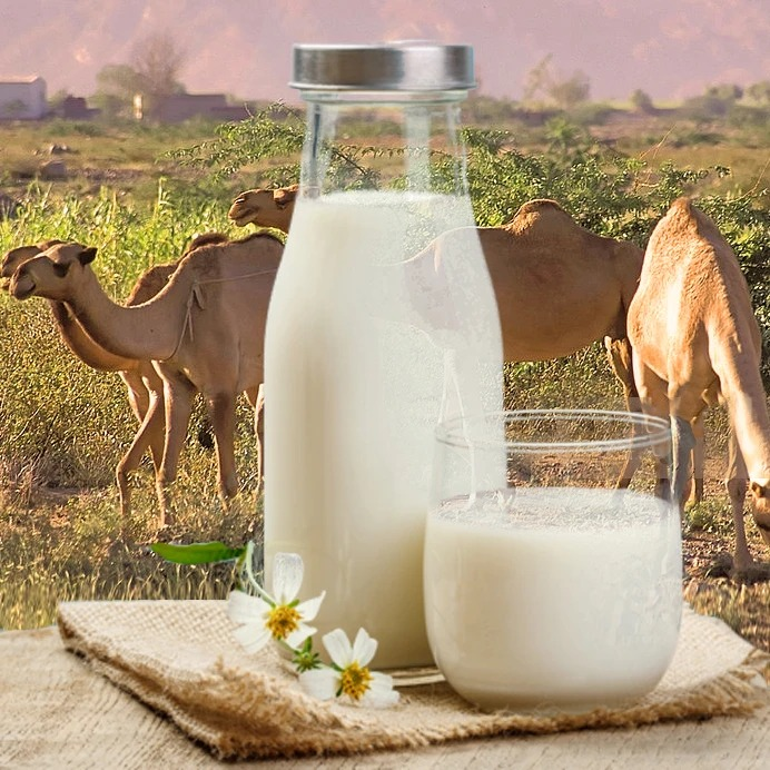Camel Milk