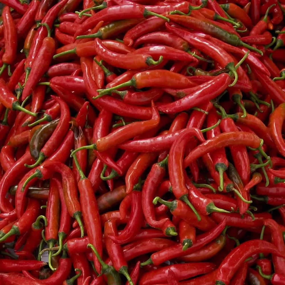 Chili Pepper