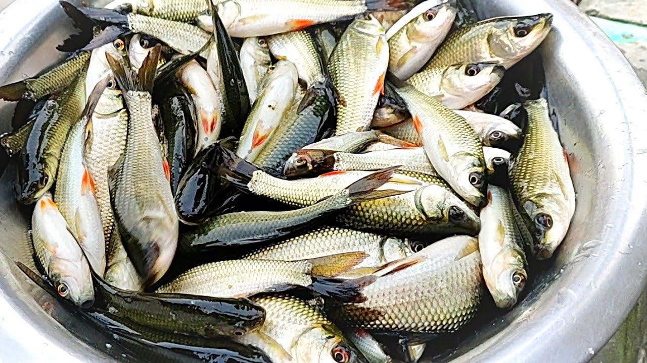 Fish