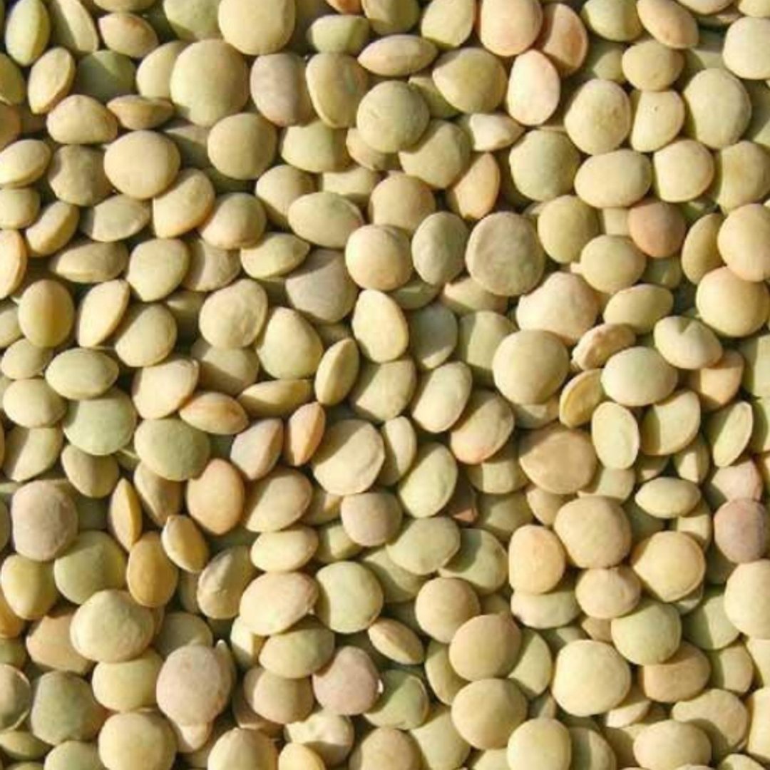 Lentil