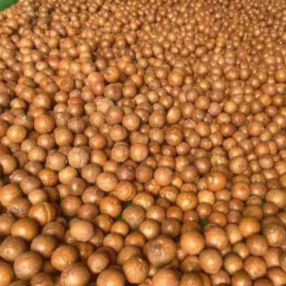 Macadamia