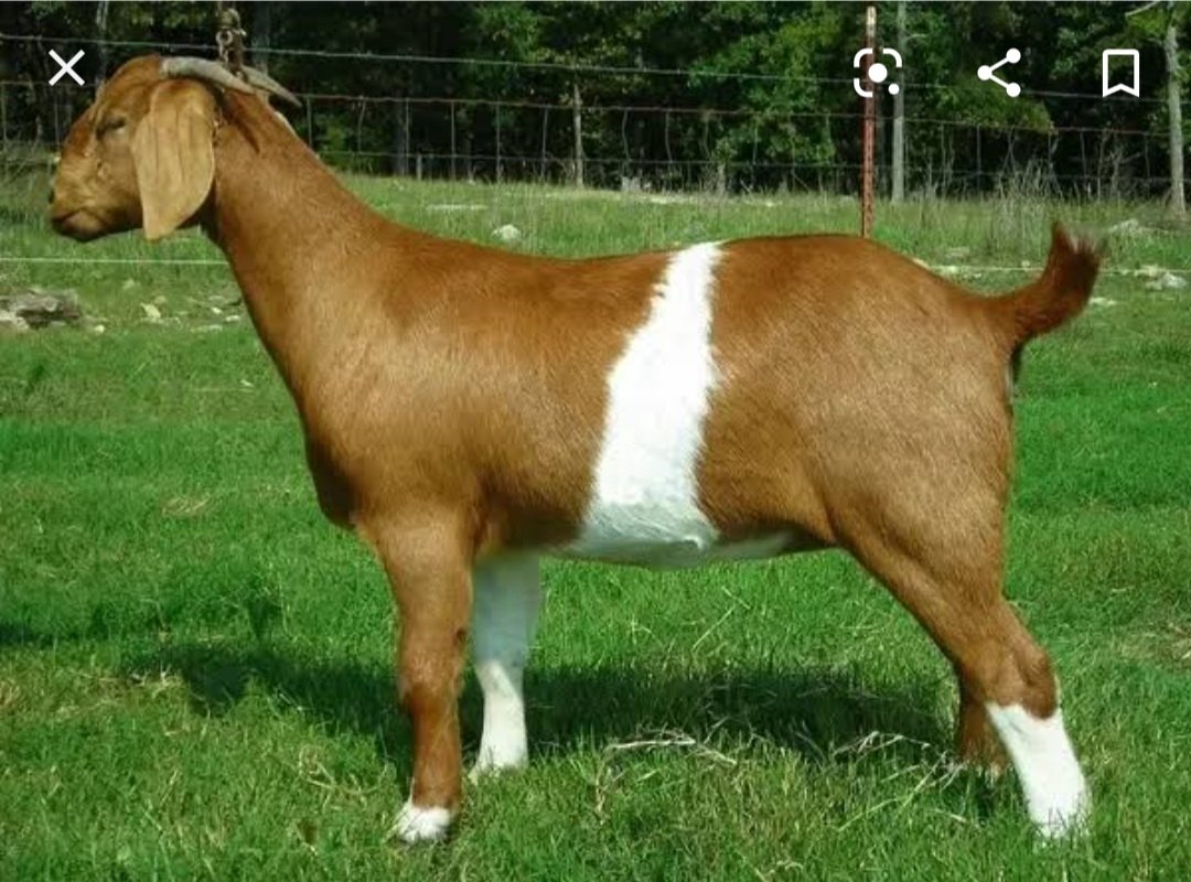 Mutton