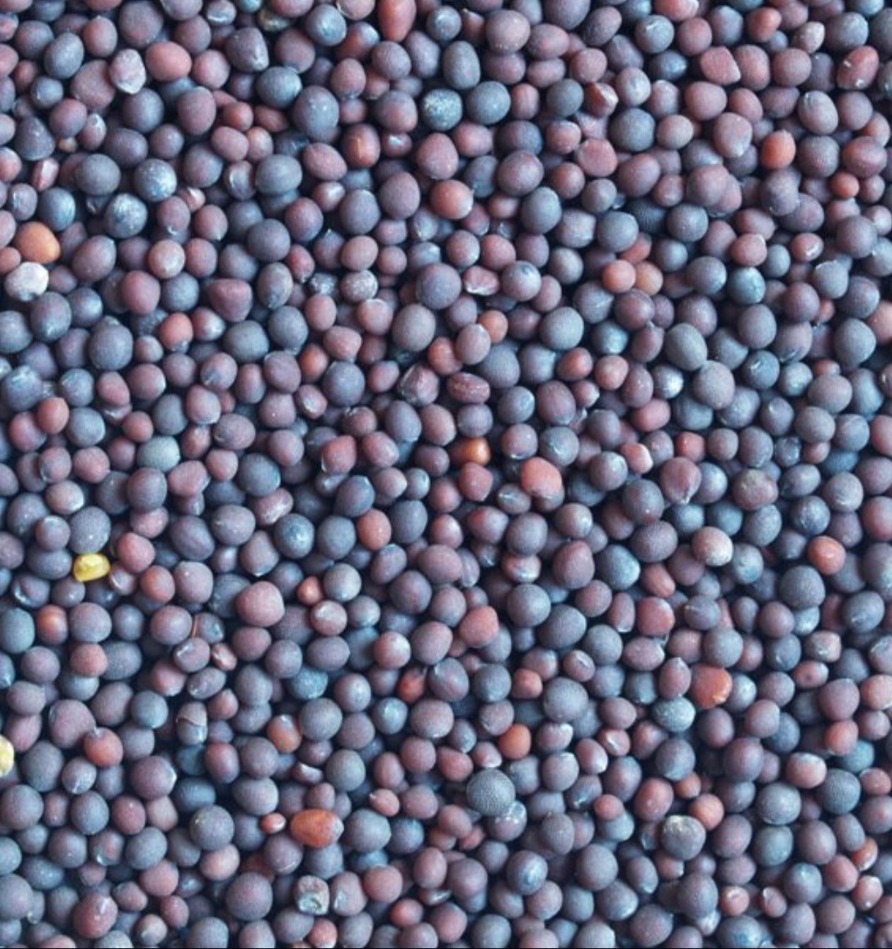 Rapeseed