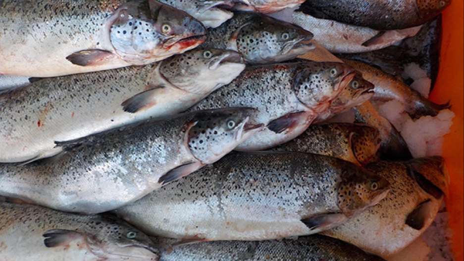 Salmon