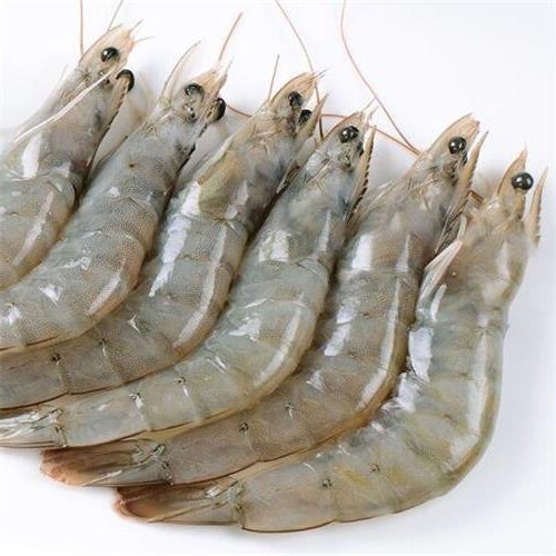 Shrimp