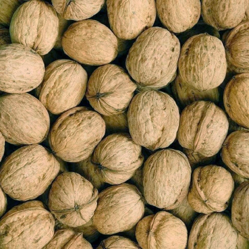 Walnut