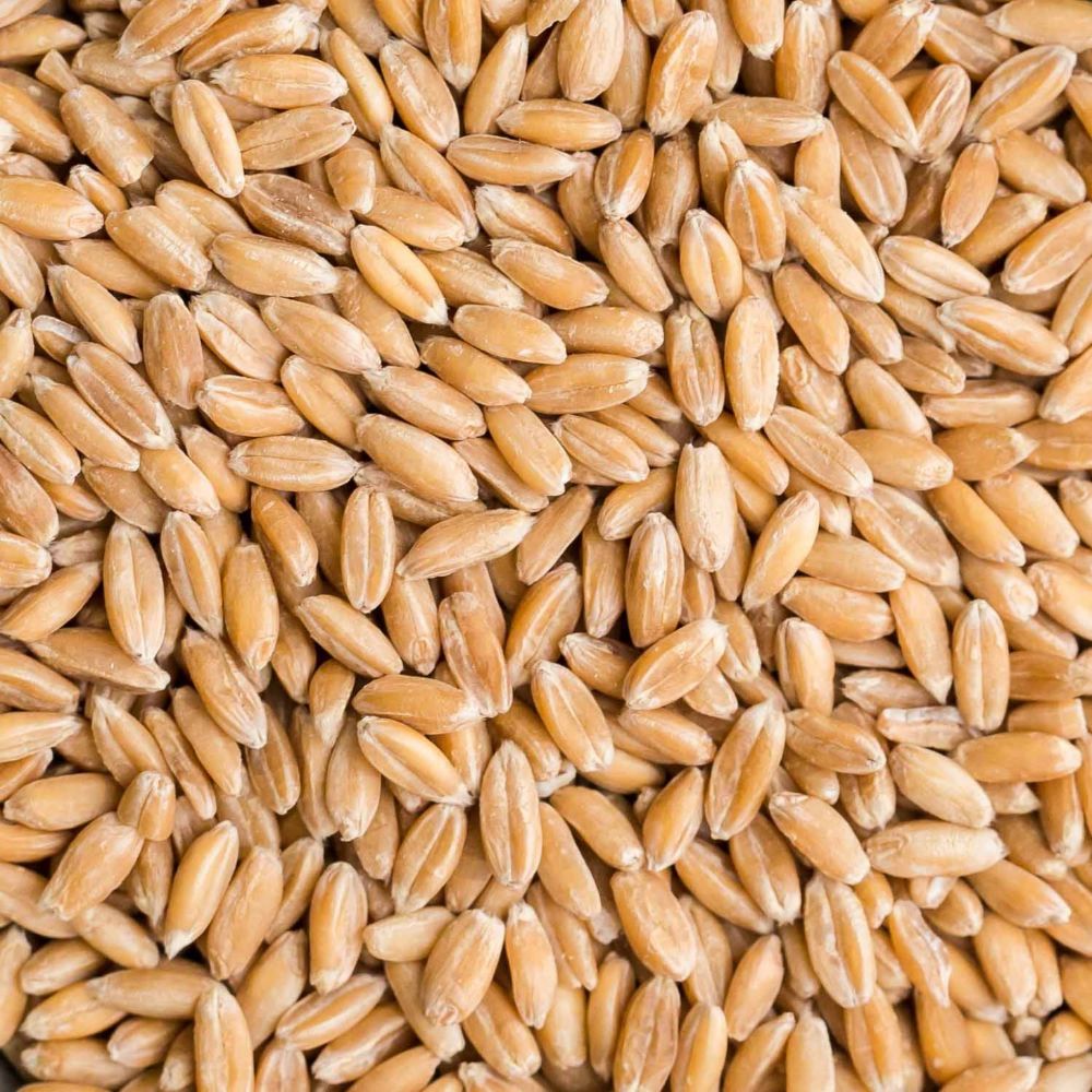 Wheat