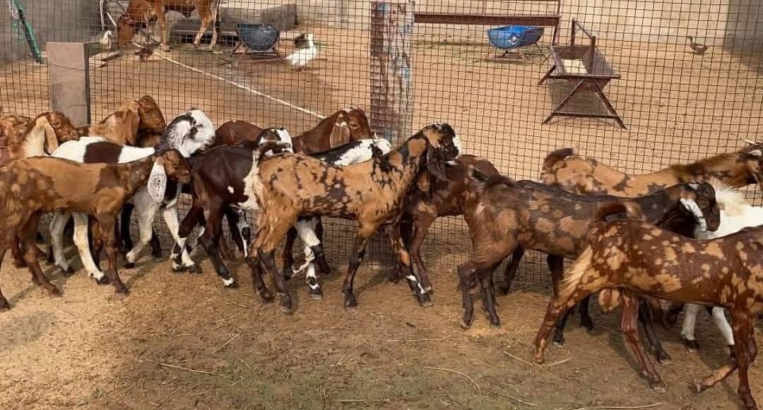 Live Animals
